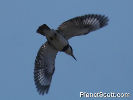 Belted Kingfisher (Megaceryle alcyon) 