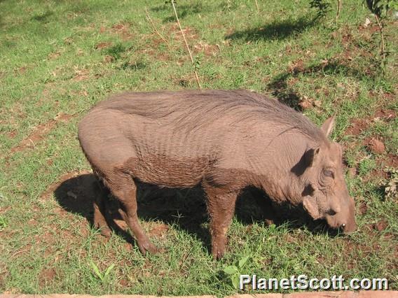 Warthog, Botswana