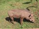 Bush Pig, Botswana