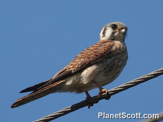 American Kestrel (Falco sparverius) Female