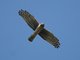 Northern Harrier (Circus cyaneus) 
