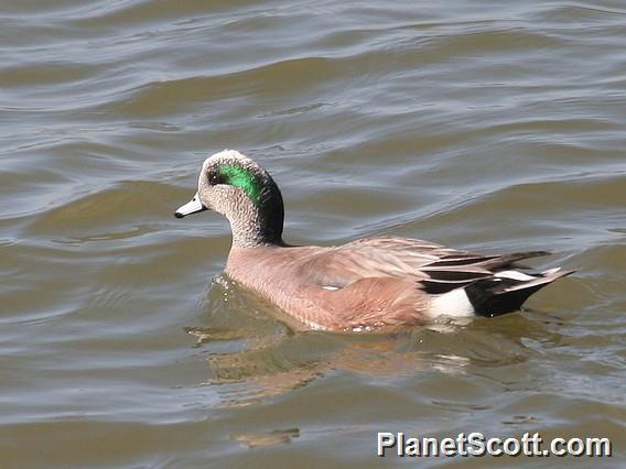 American Wigeon (Mareca americana) Male