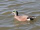 American Wigeon (Anas americana) Male