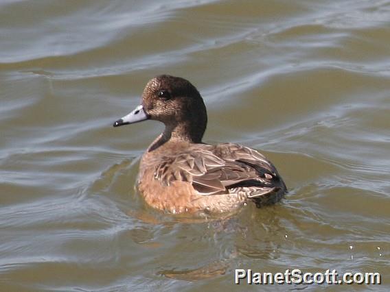 American Wigeon (Mareca americana) Female