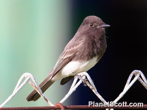 Black Phoebe (Sayornis nigricans) 