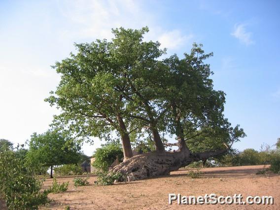 Baobab Tree, Botswana