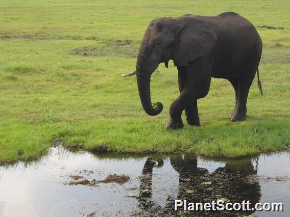 Elephant on the Chobe River, Botswana