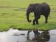 Elephant on the Chobe River, Botswana