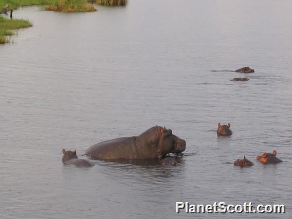 Hippos in the Chobe River, Botswana