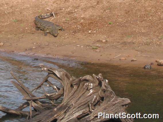 Crocodile on the Chobe River, Botswana
