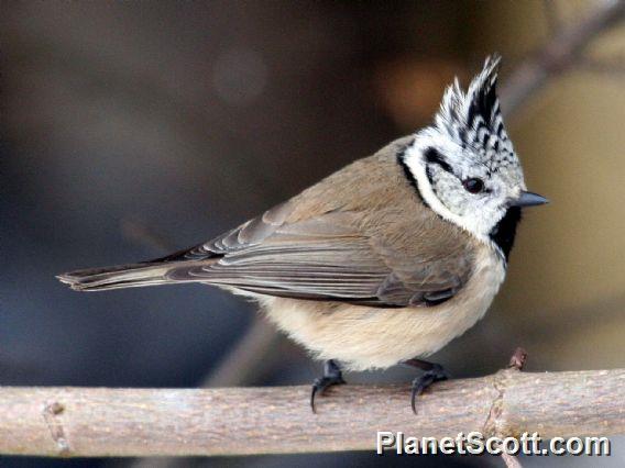 Crested Tit (Parus cristatus) 