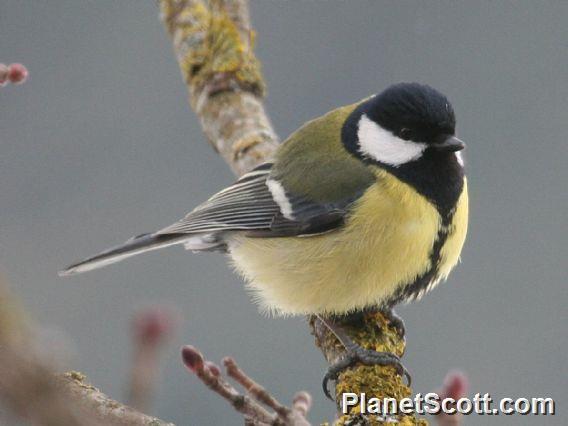 Great Tit (Parus major) European 