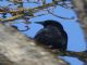 Carrion Crow (Corvus corone) 