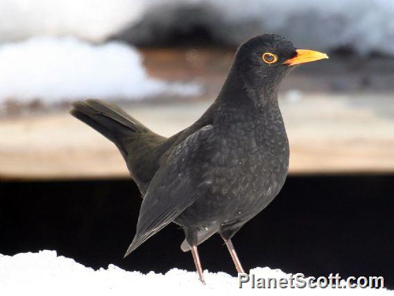 Eurasian Blackbird (Turdus merula) 