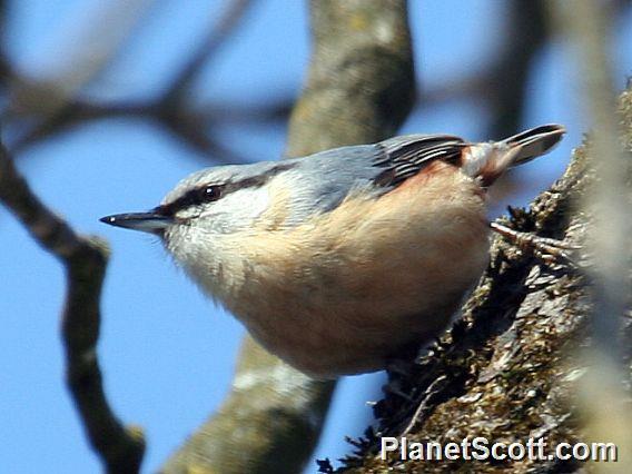 Wood Nuthatch (Sitta europaea) 