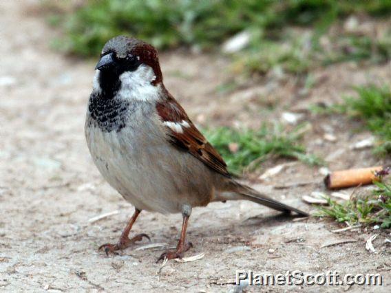 House Sparrow (Passer domesticus) Male