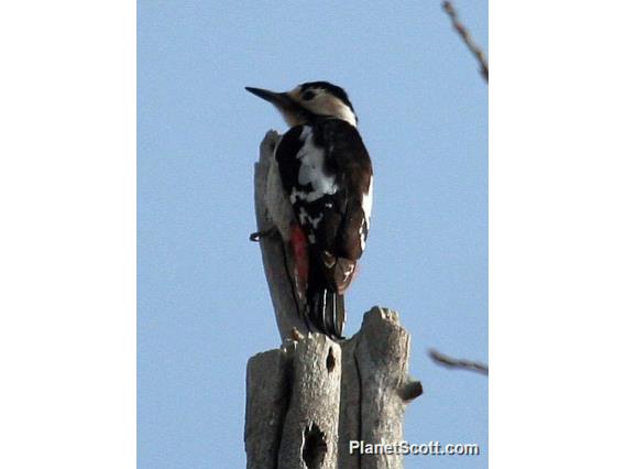 Syrian Woodpecker (Dendrocopos syriacus) 