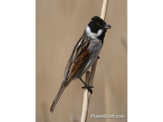 Reed Bunting (Emberiza schoeniclus) Male