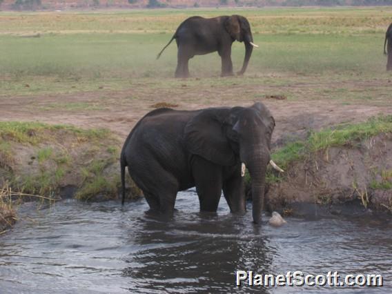 Elephants, Chobe River, Botswana