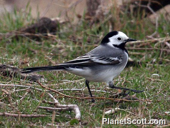 White Wagtail (Motacilla alba) Male