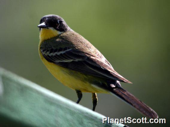 Yellow Wagtail (Motacilla flava) Male