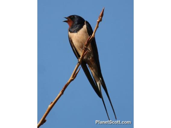 Barn Swallow (Hirundo rustica) 