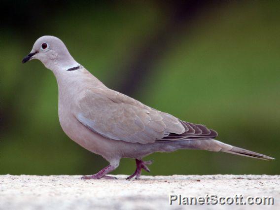 Eurasian Collared-Dove (Streptopelia decaocto) 