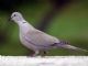 Eurasian Collared-Dove (Streptopelia decaocto) 