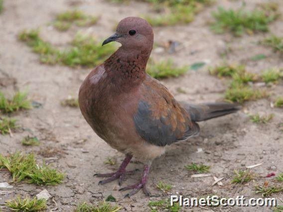 Laughing Dove (Streptopelia senegalensis) 