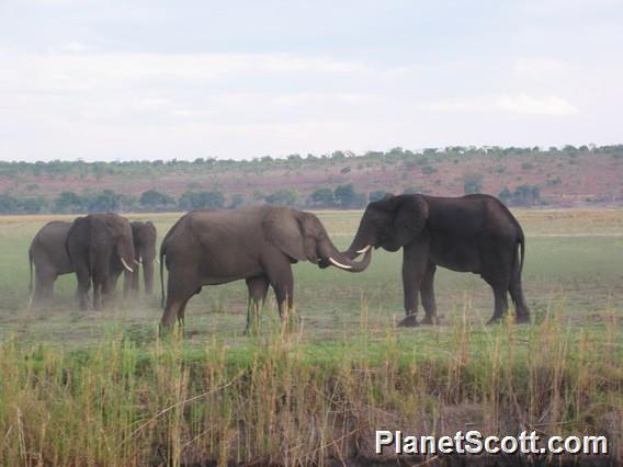 Elephants, Chobe River, Botswana