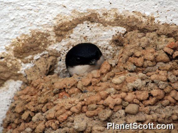 Northern House-Martin (Delichon urbica) 