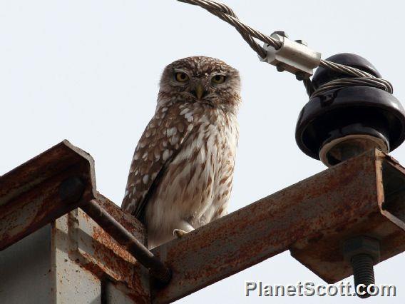 Little Owl (Athene noctua) 