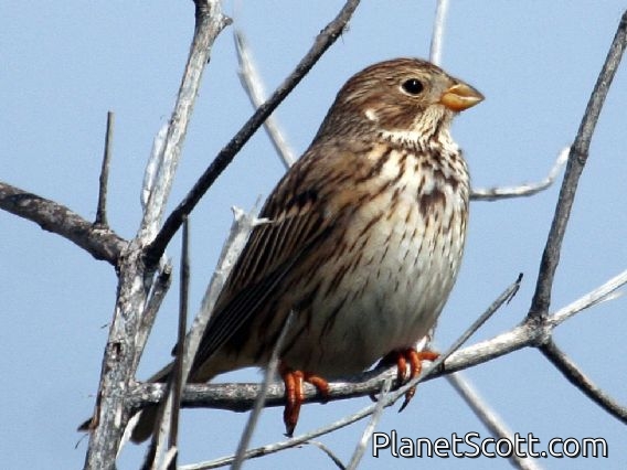 Corn Bunting (Emberiza calandra)