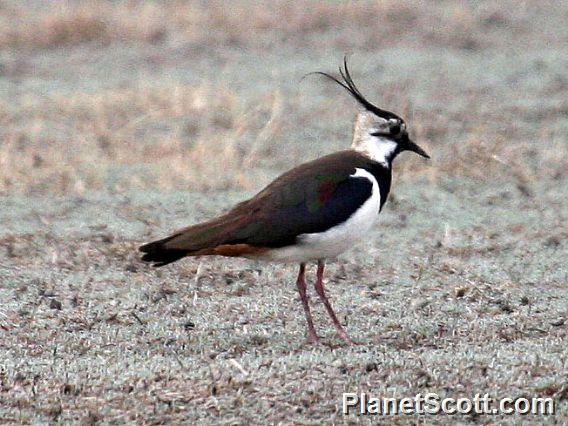 Northern Lapwing (Vanellus vanellus) 