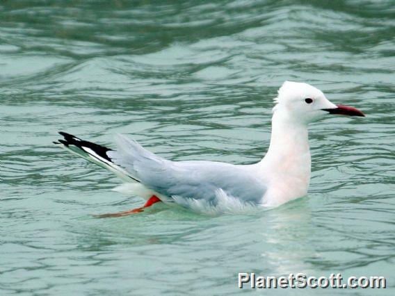 Slender-billed Gull (Larus genei) 