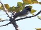 Rueppells Warbler (Sylvia rueppelli) 