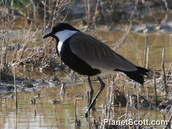 Spur-winged Lapwing (Vanellus spinosus) 