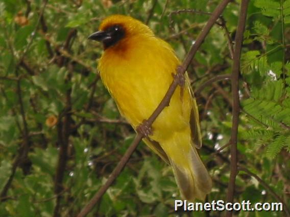 Southern Brown-thoated Weaver, Chobe River, Botswana