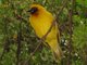 Lesser Masked Weaver, Chobe River, Botswana