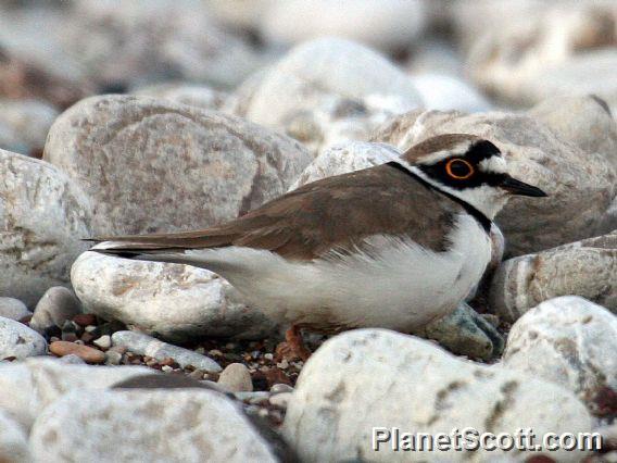 Little Ringed Plover (Charadrius dubius) 