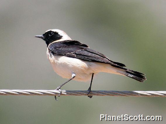 Eastern Black-eared Wheatear (Oenanthe melanoleuca) 