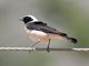 Black-eared Wheatear (Oenanthe hispanica) 