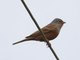 Cretzschmars Bunting (Emberiza caesia) 