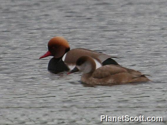 Red-crested Pochard (Netta rufina) 