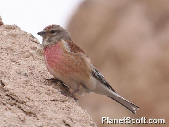 Eurasian Linnet (Linaria cannabina) Male