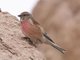Eurasian Linnet (Carduelis cannabina) Male