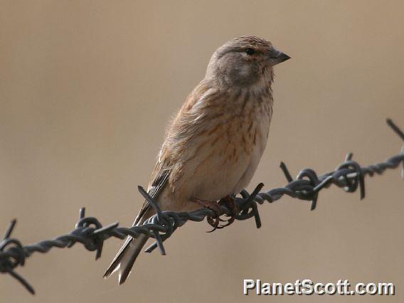 Eurasian Linnet (Linaria cannabina) Female