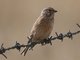 Eurasian Linnet (Carduelis cannabina) Female