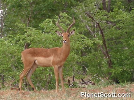 Impala, Chobe National Park, Botswana