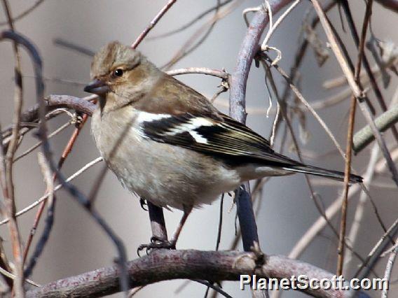 Chaffinch (Fringilla coelebs) 